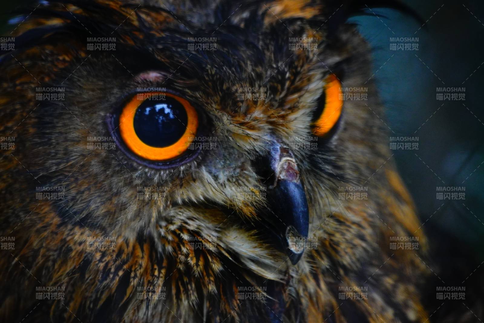 猫头鹰的凝视图片