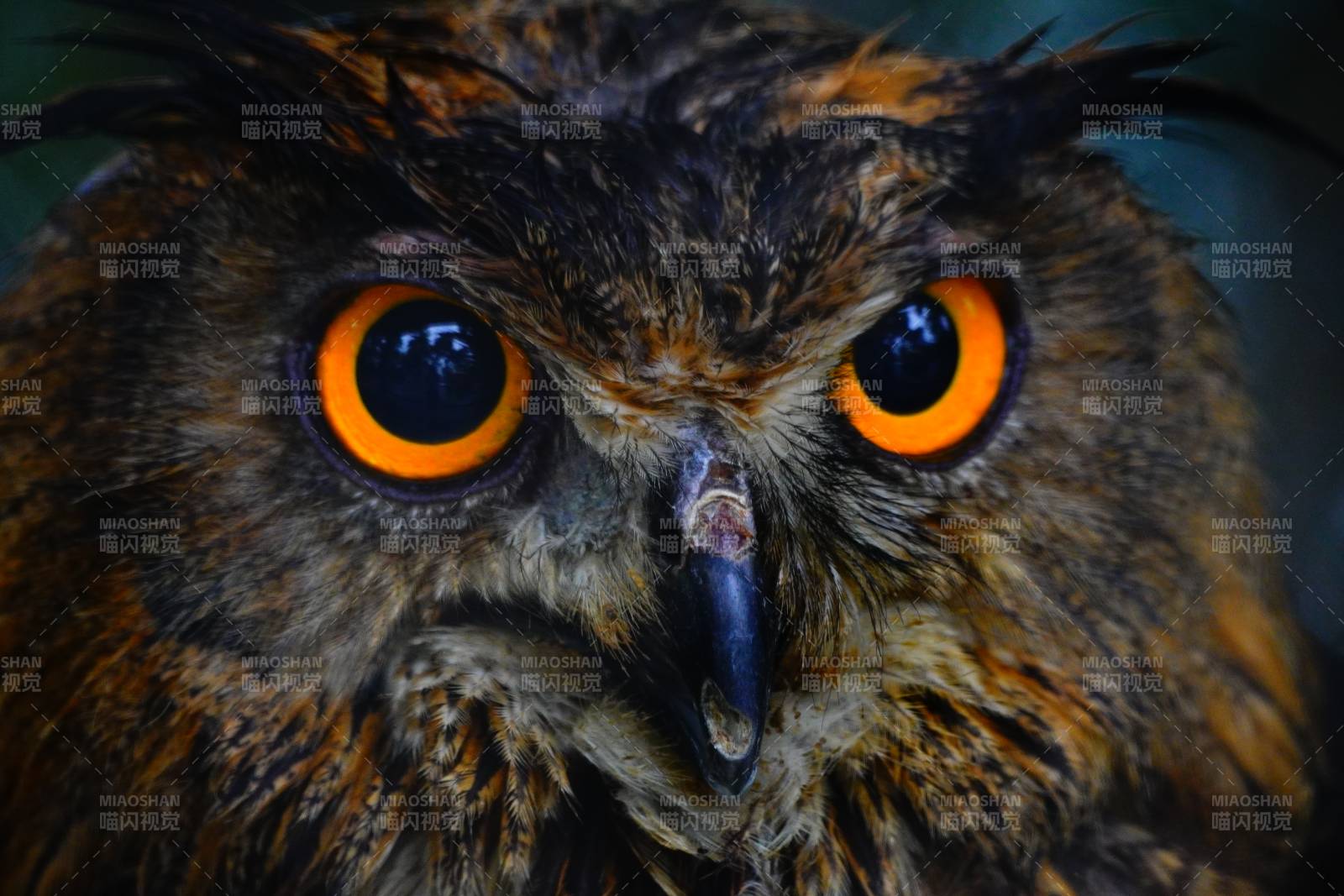 猫头鹰凝视图片