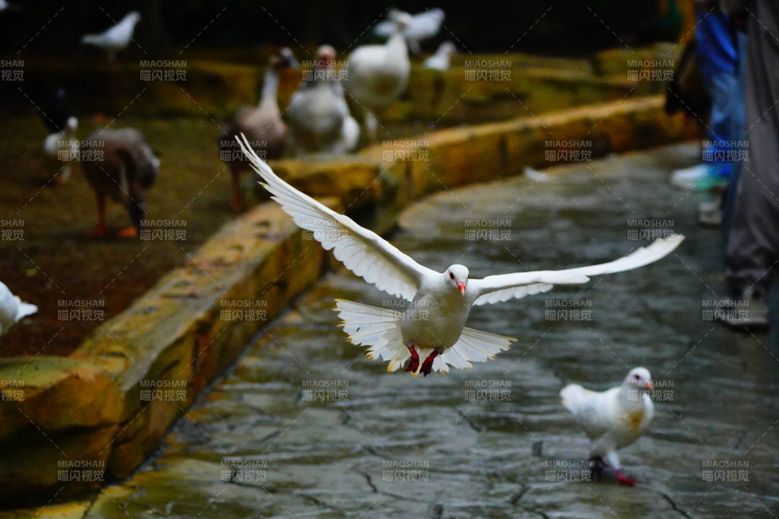 白鸽展翅飞翔图片