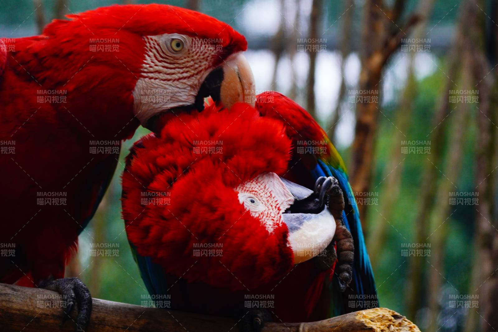 红鹦鹉亲密互动图片