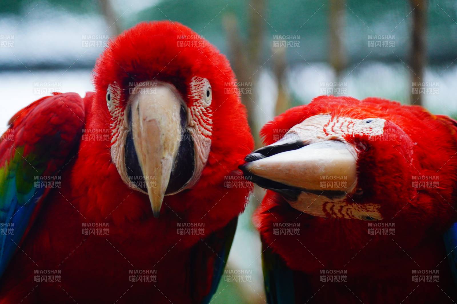 红鹦鹉亲密相伴图片
