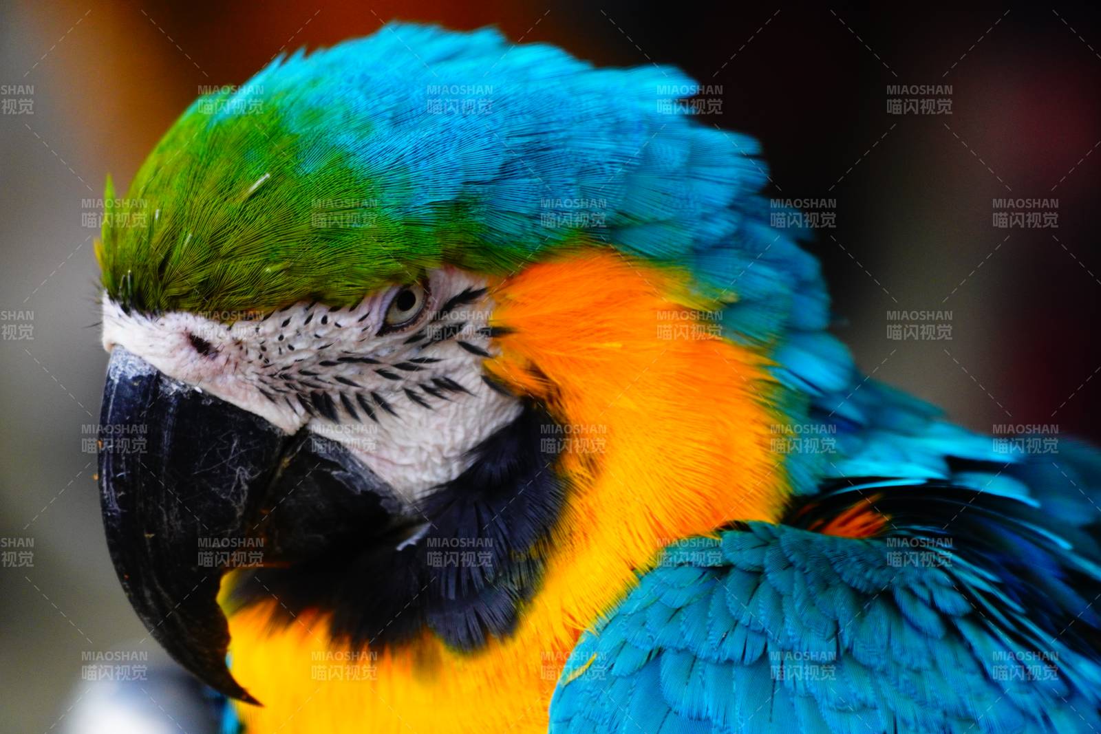 蓝黄金刚鹦鹉图片