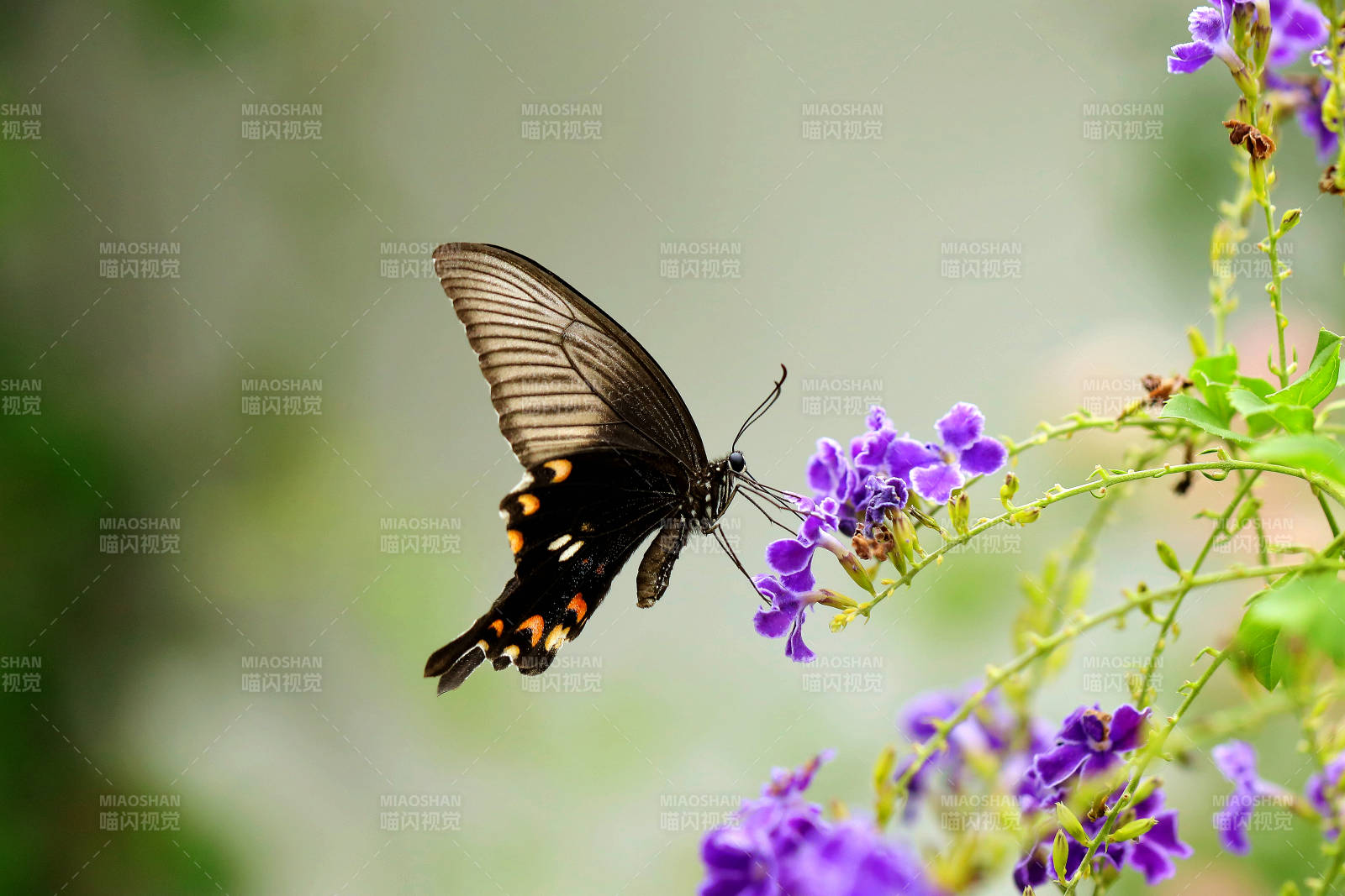 蝶舞紫花间图片