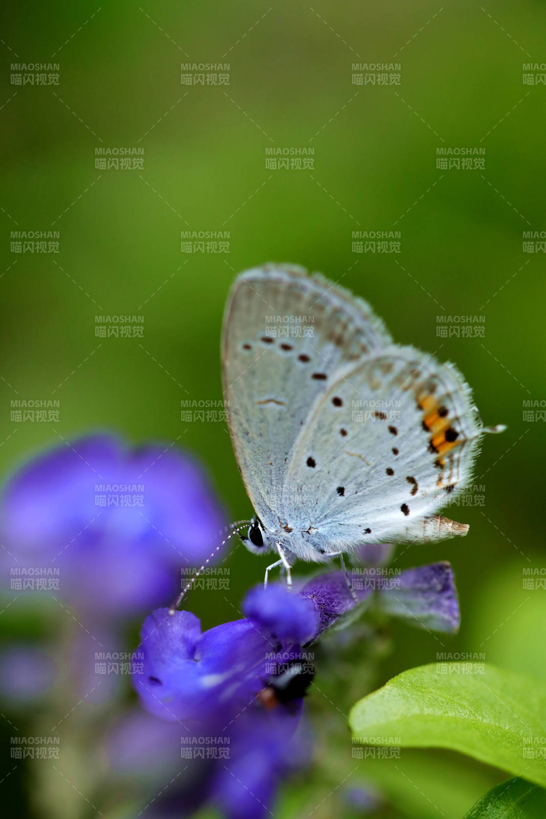 蓝蝶栖紫花图片