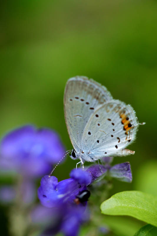 蓝蝶栖紫花图片