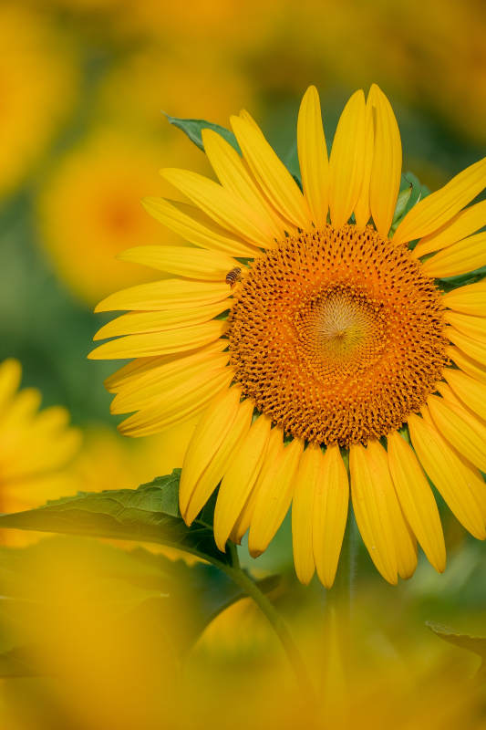 向日葵绽放图片
