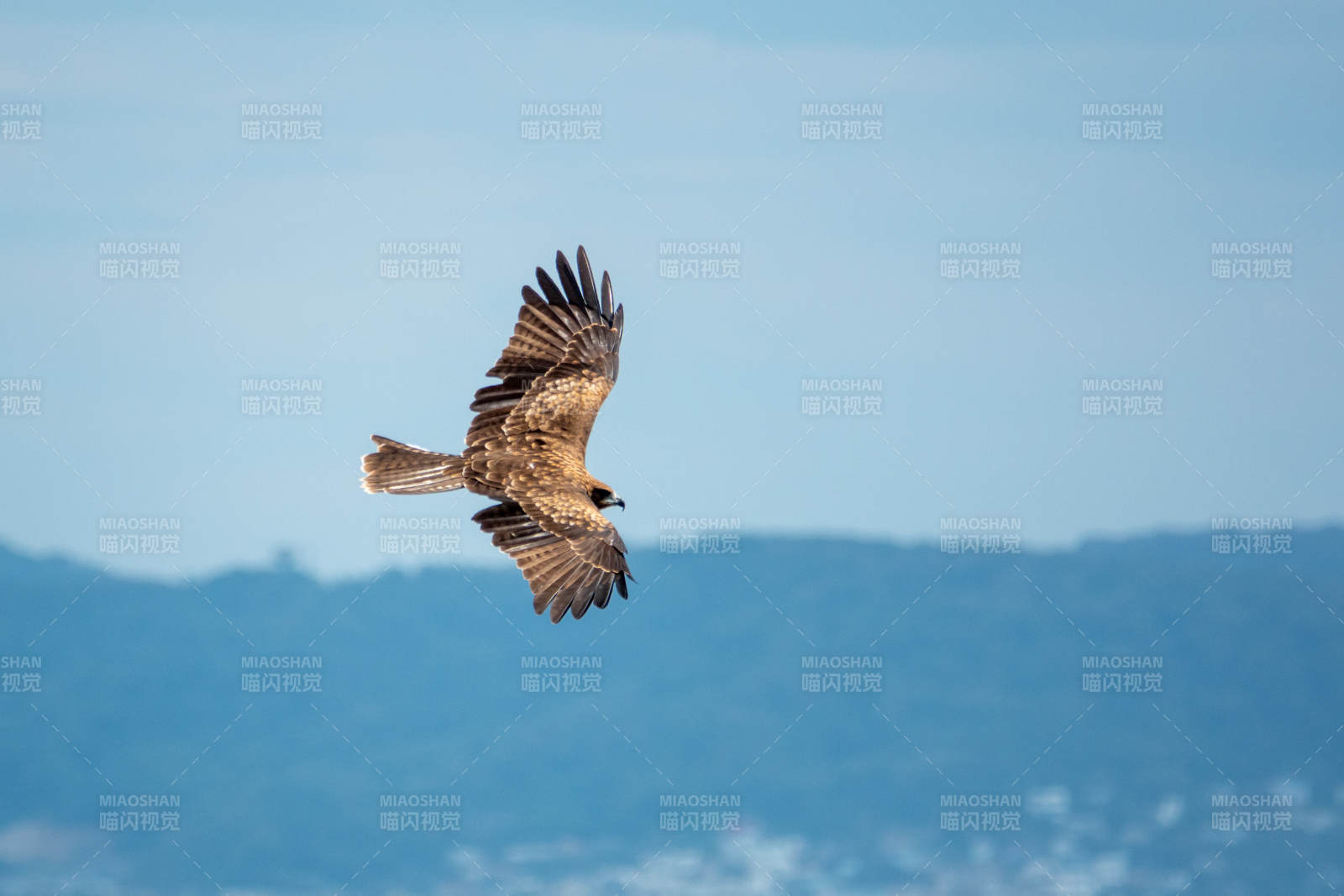 翱翔的猛禽图片