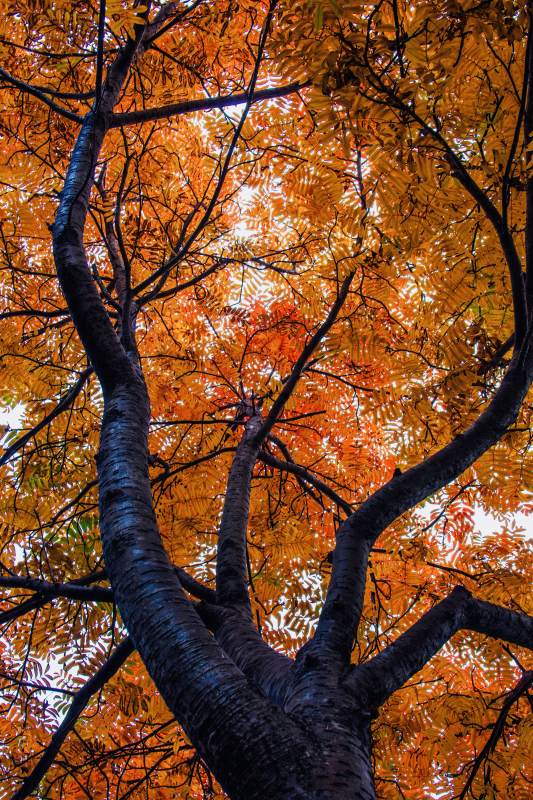 秋树仰望图片