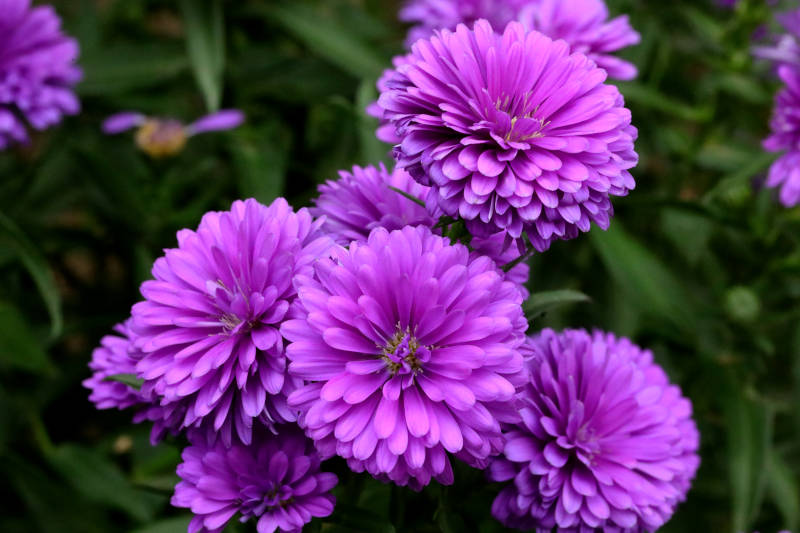 紫色菊花绽放图片