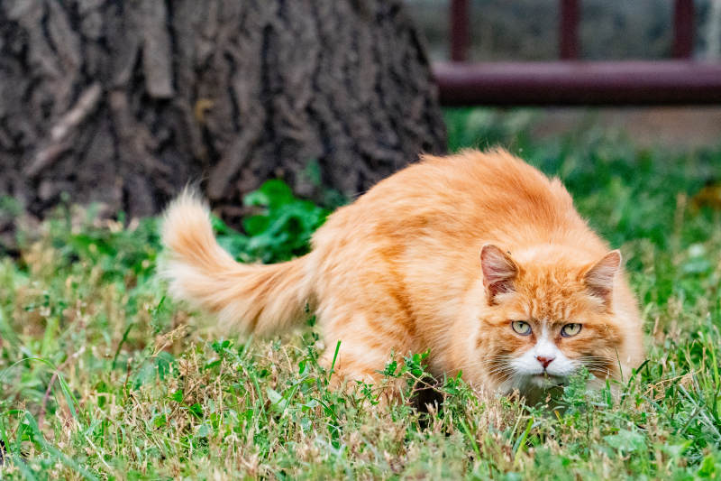 橙猫草丛中前行图片