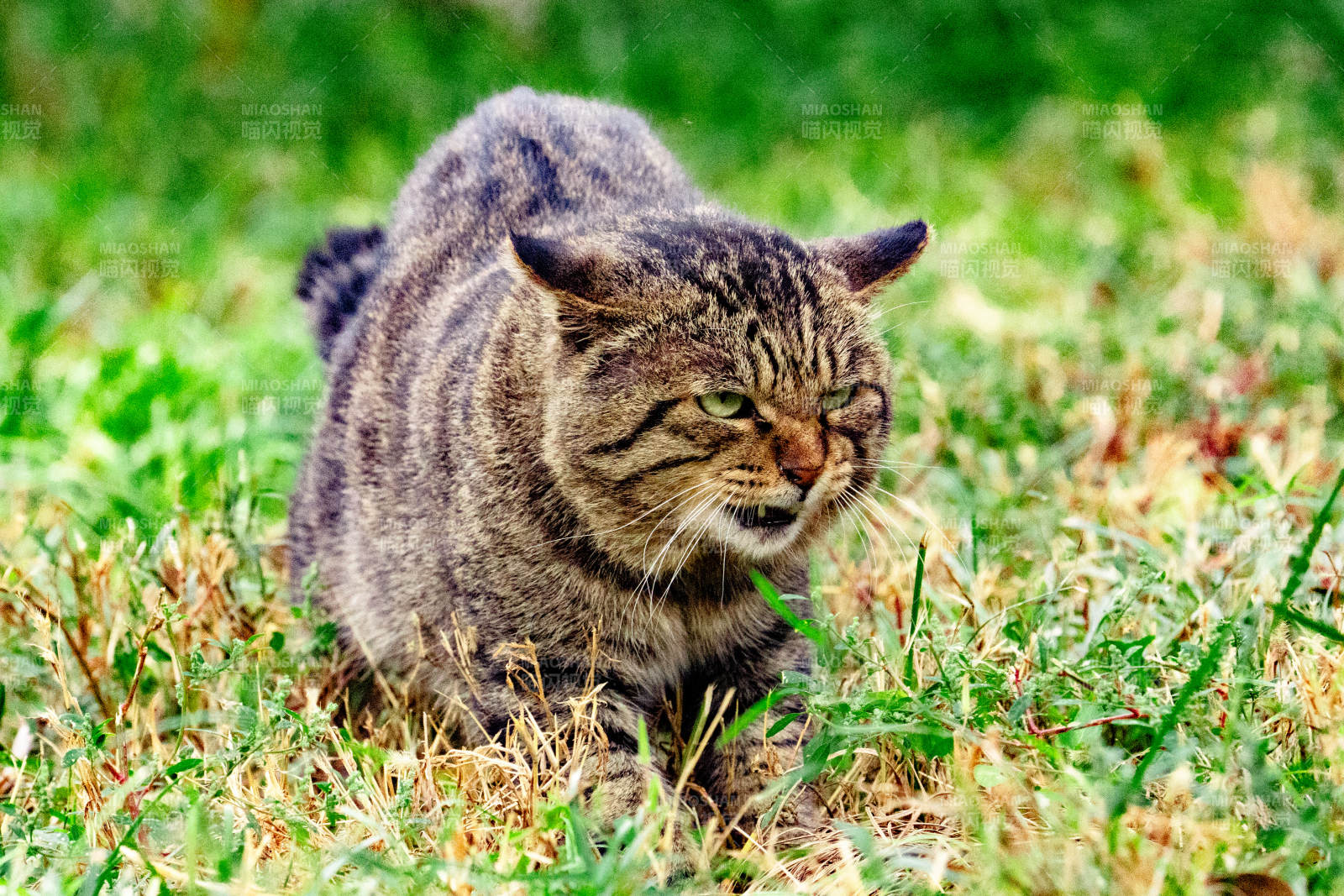 草地上蹲坐的猫图片