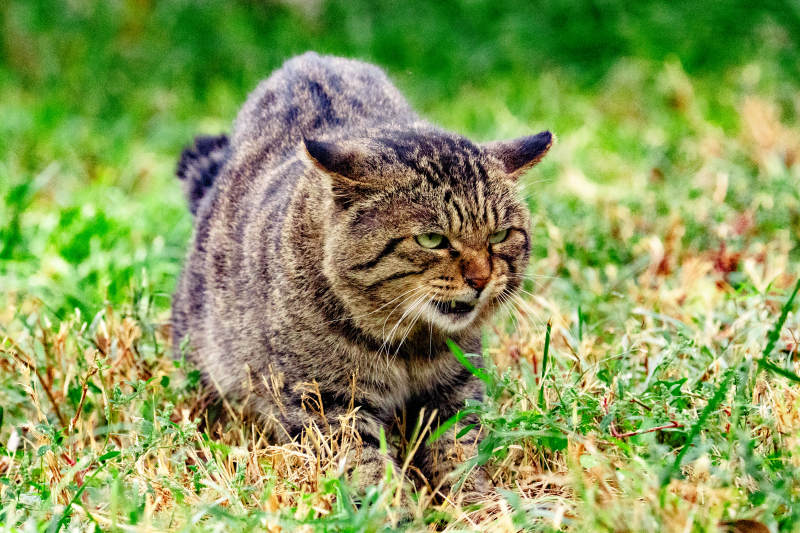 草地上蹲坐的猫图片