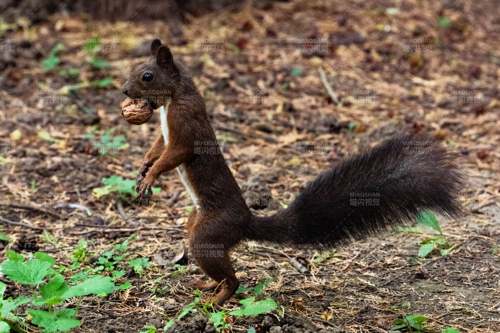 松鼠抱坚果图片