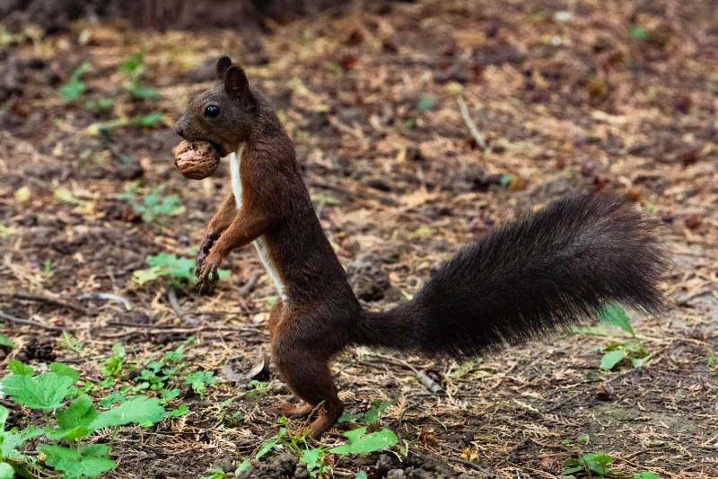 松鼠抱坚果图片
