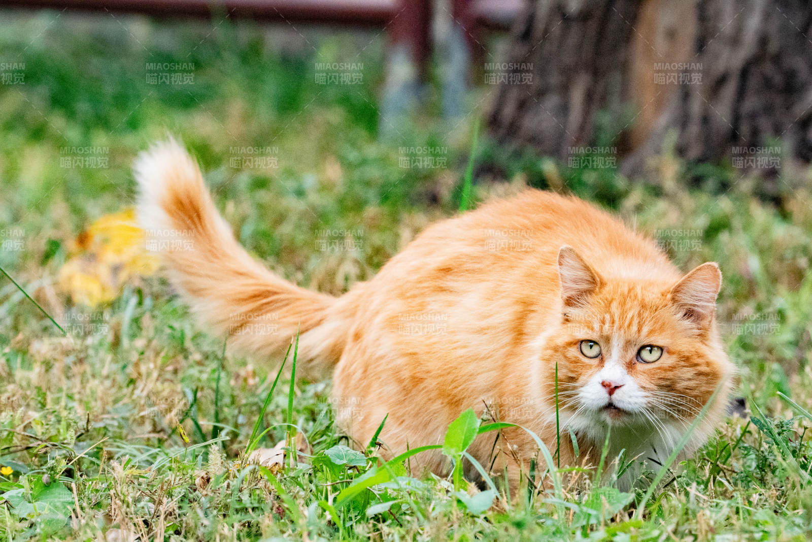 橙猫草地上休息图片