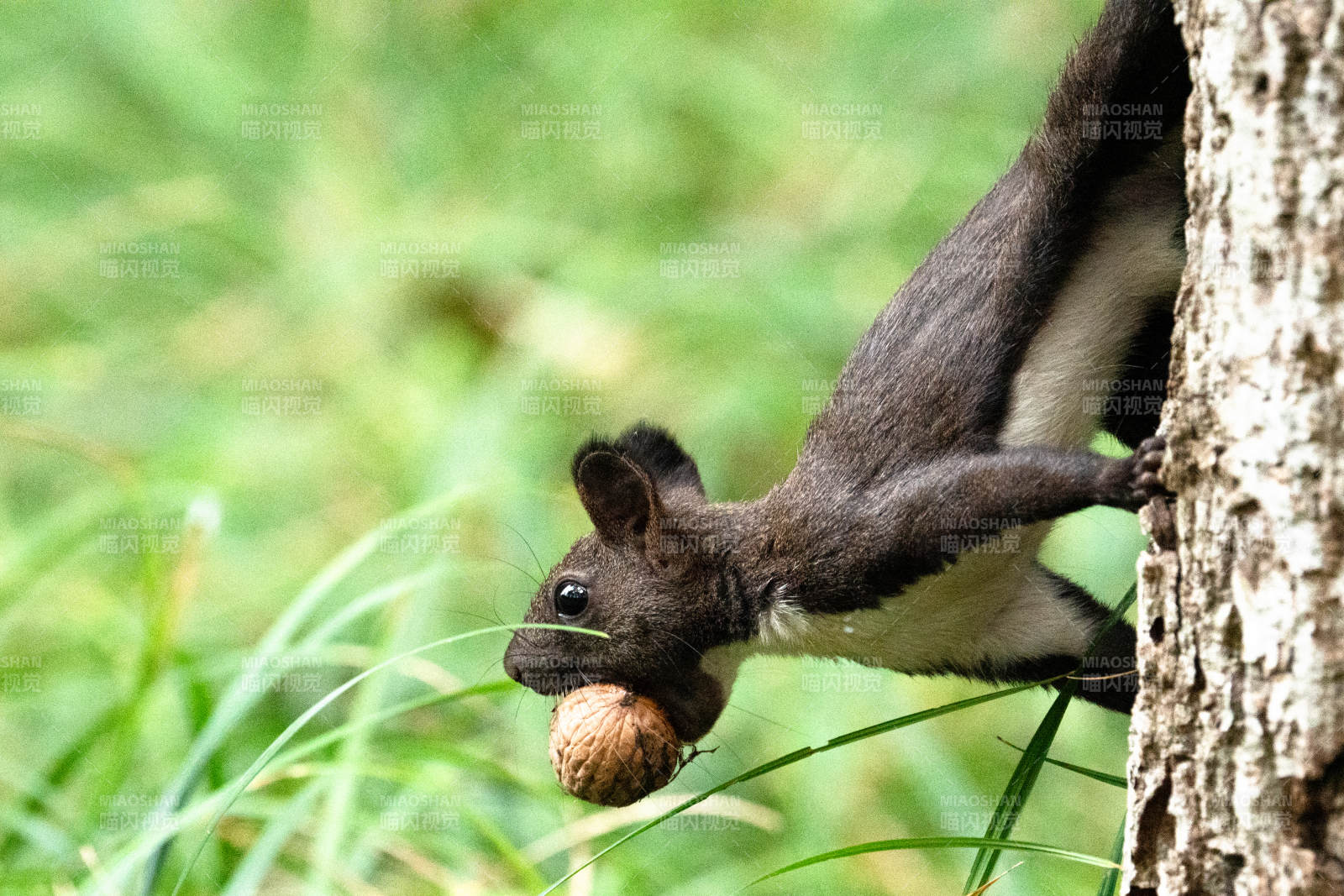 松鼠攀树衔果图片