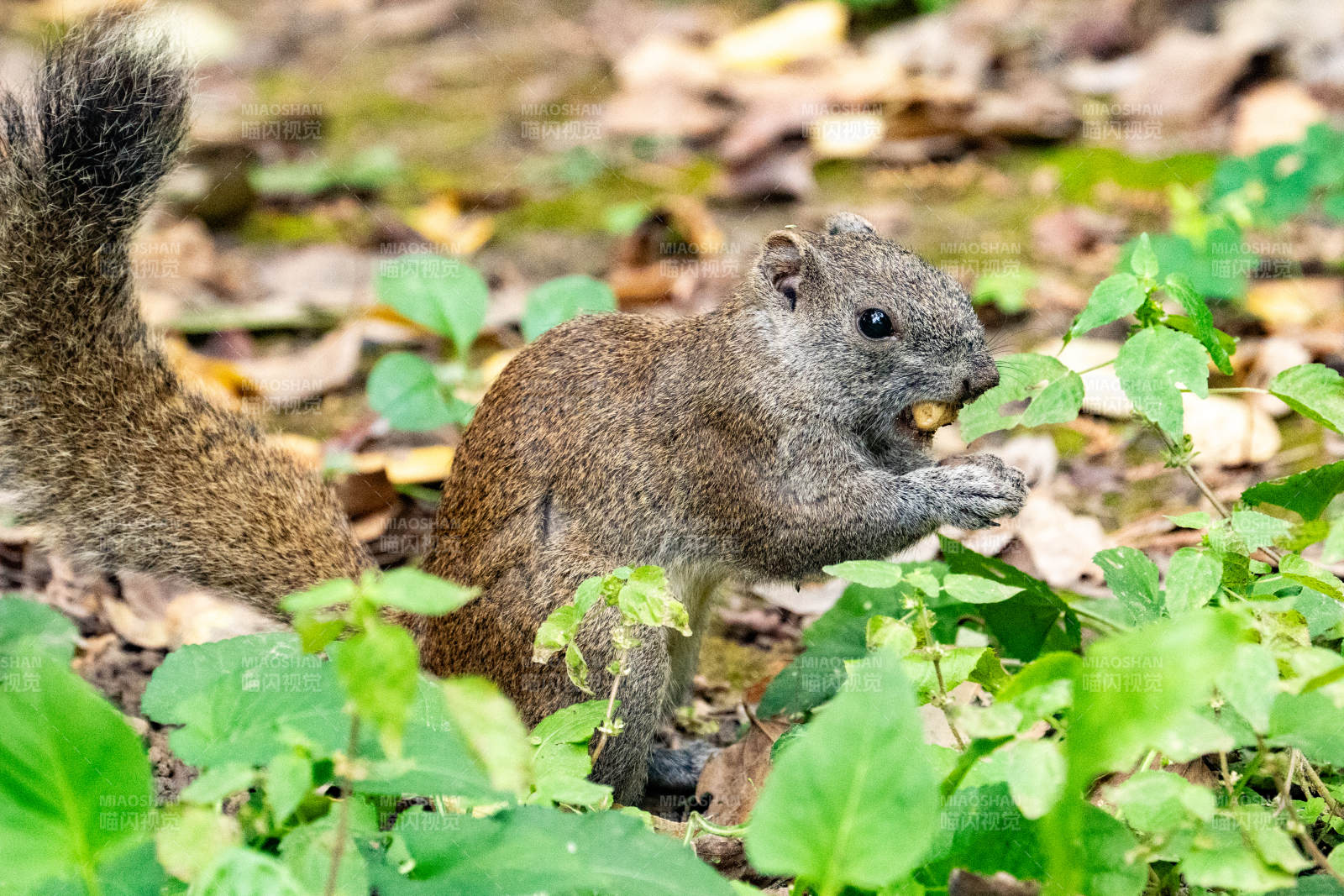 松鼠觅食于林间图片