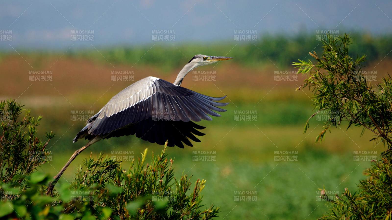 苍鹭展翅飞翔图片