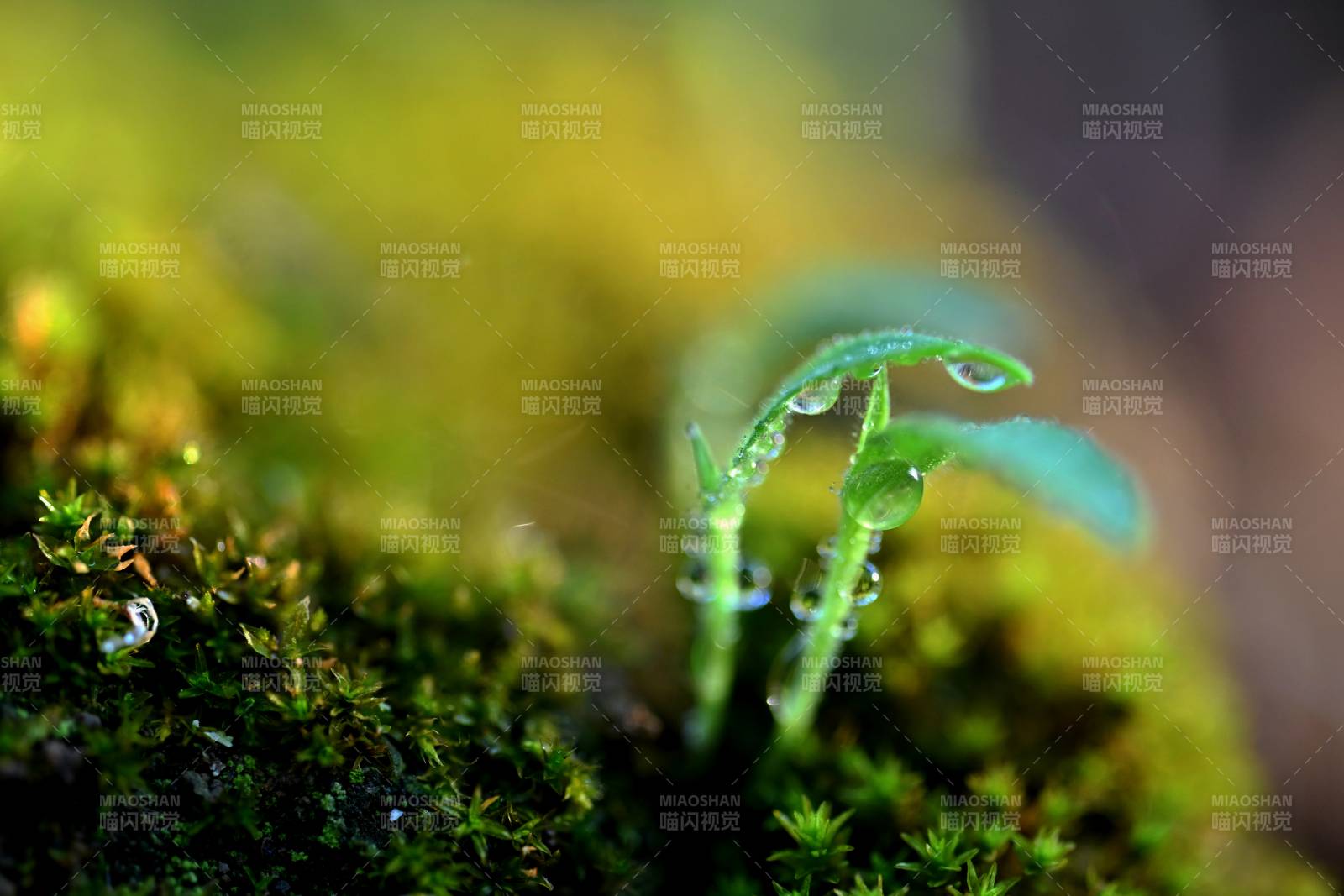 露珠嫩芽生机盎然图片