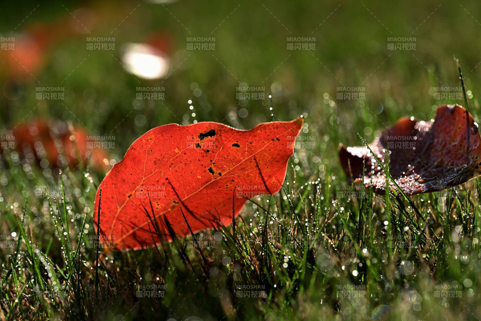 秋叶静卧草间图片