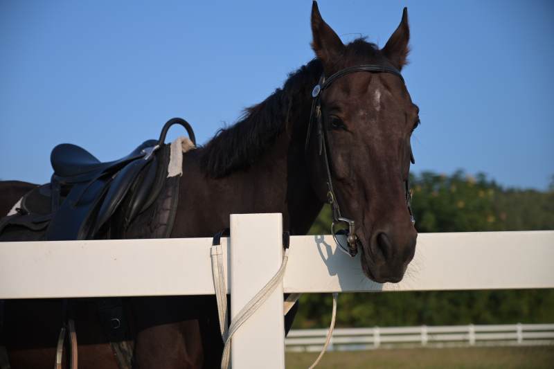马倚栏杆望远方图片