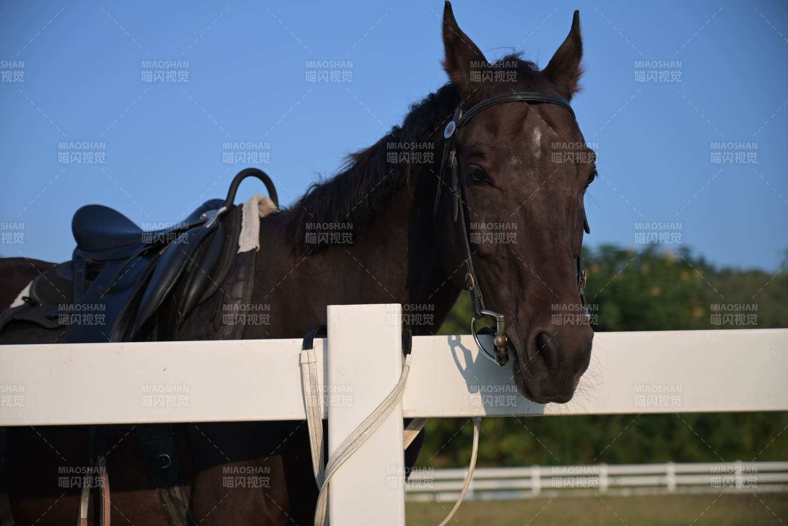 马倚栏杆望远方图片