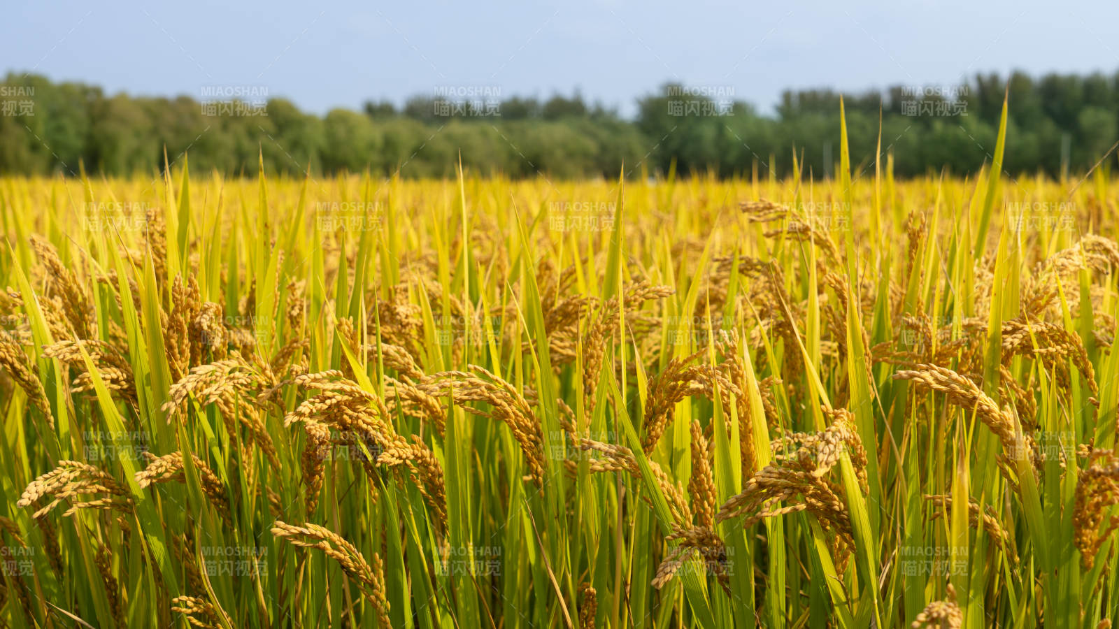 金秋稻田美景图片