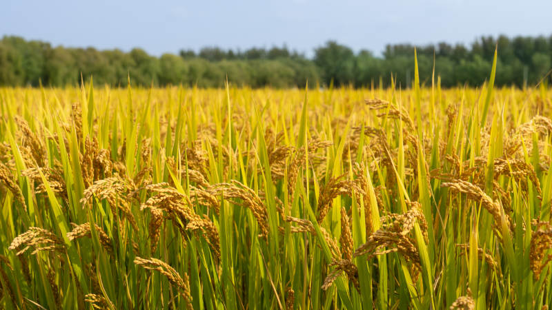 金秋稻田美景图片