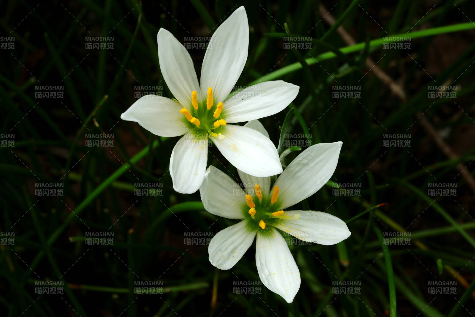 葱莲绽放绿丛图片