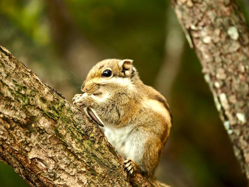 松鼠啃食树干图片