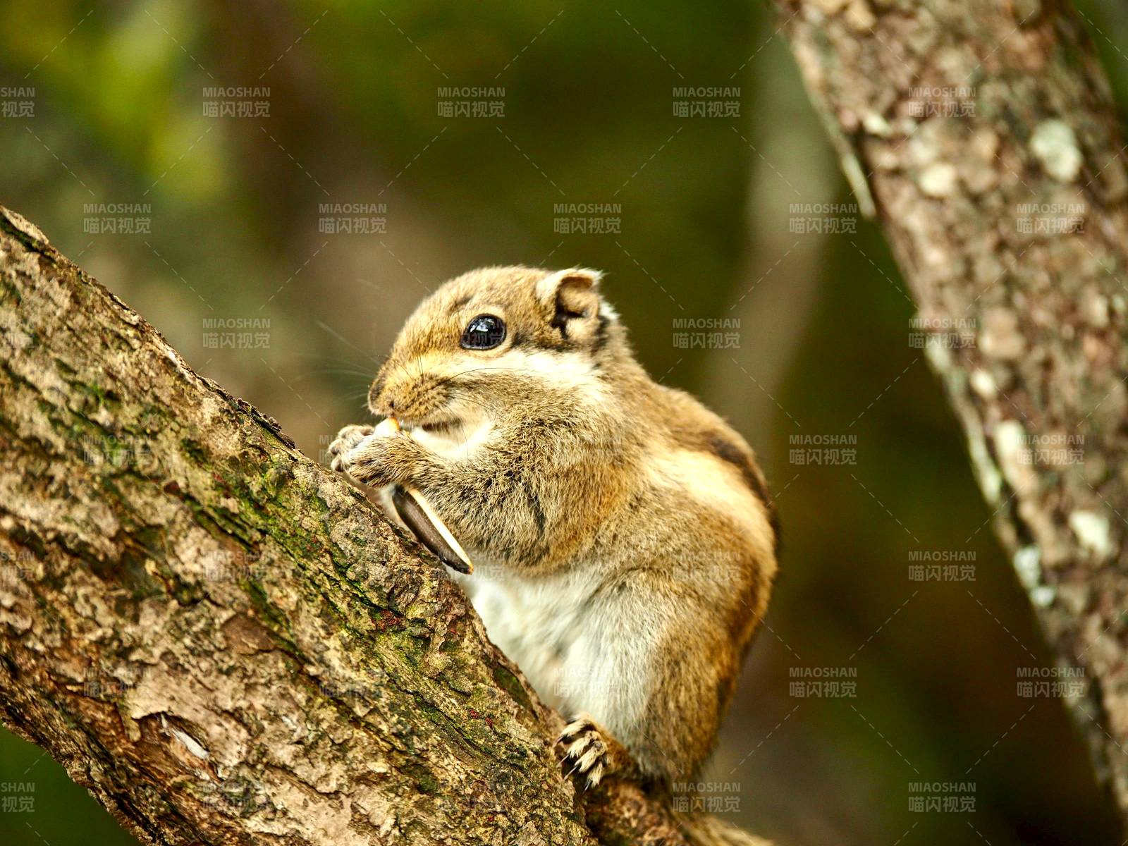 松鼠啃食树干图片