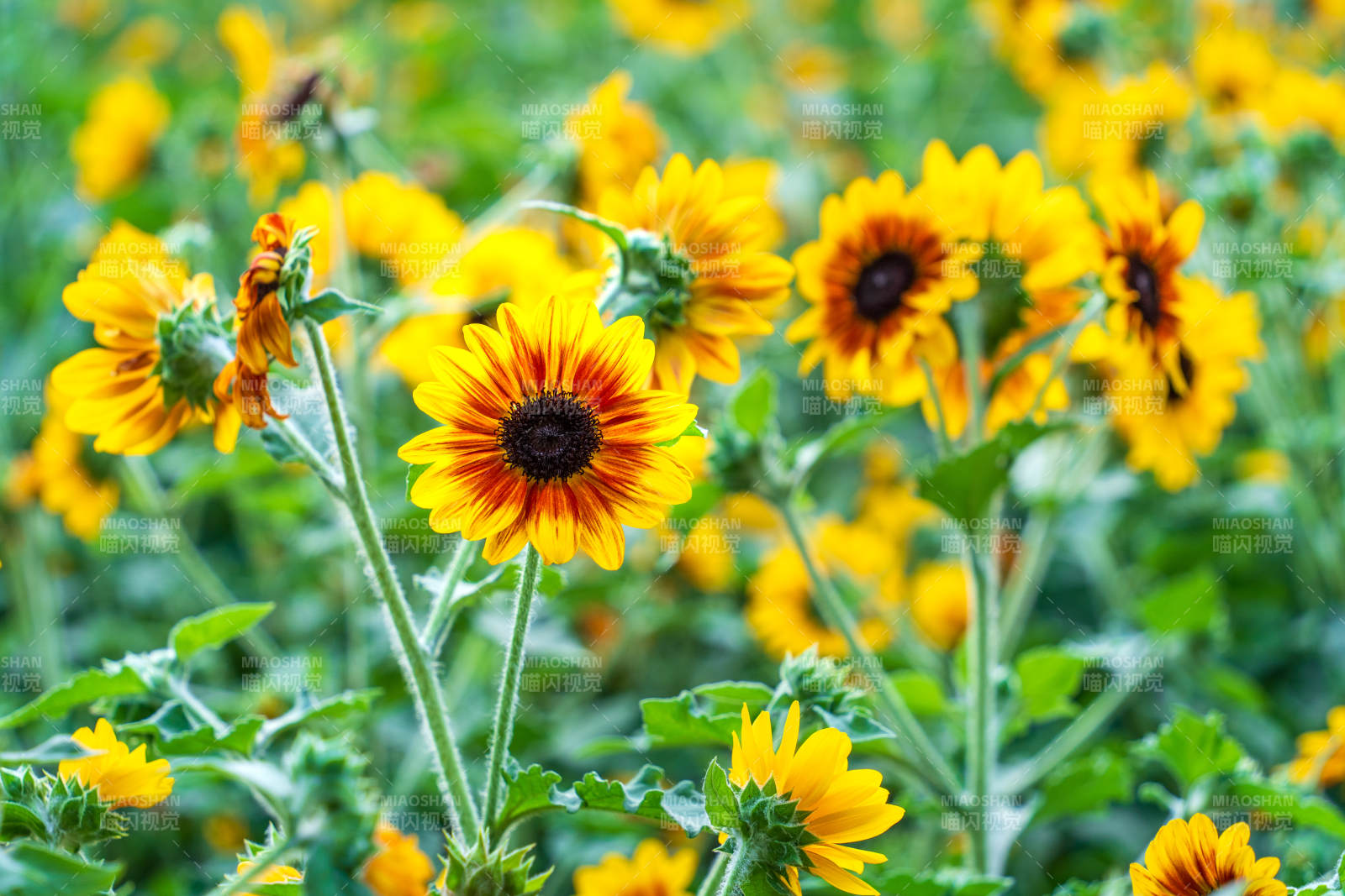 向日葵花海绽放图片