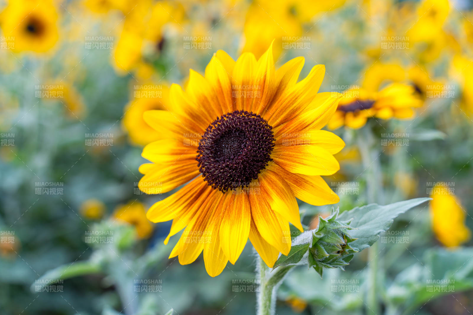 向日葵绽放图片