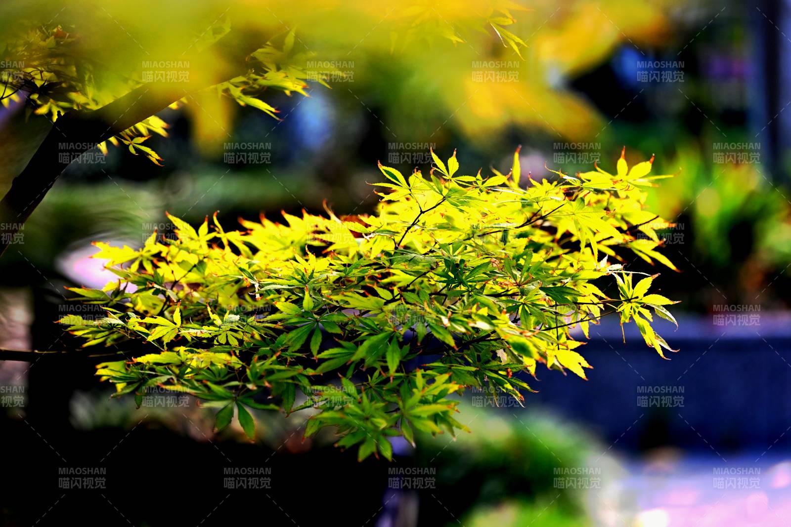 秋叶初黄 光影斑驳图片