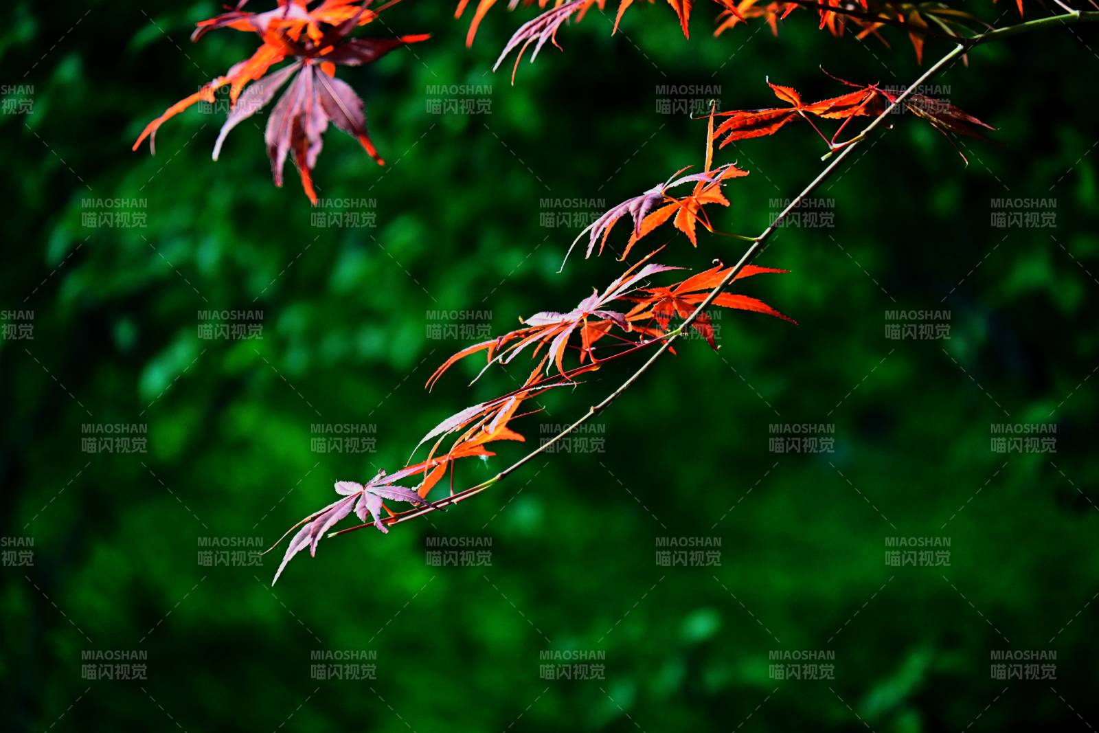 红叶映绿意图片