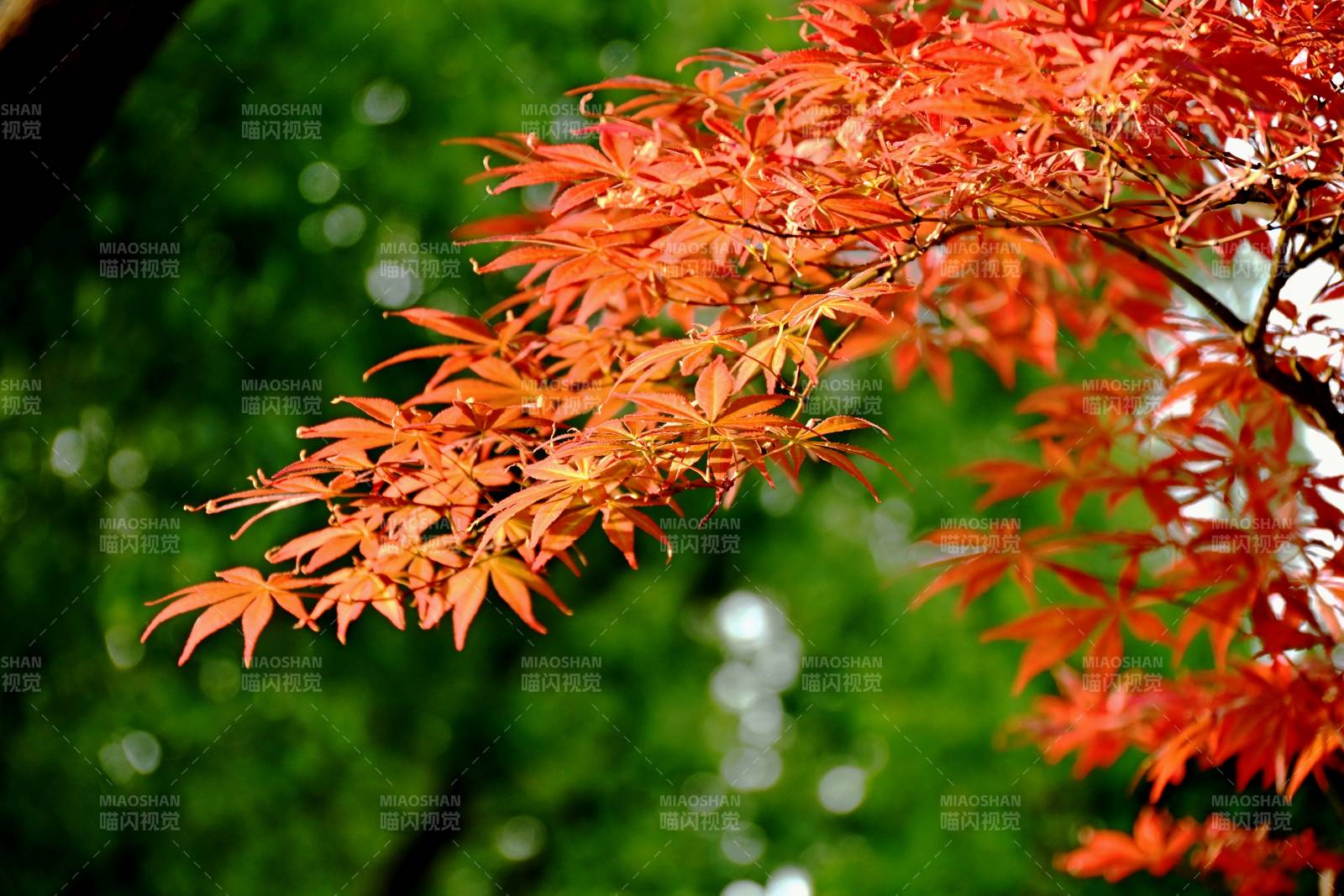 红枫叶映绿意图片