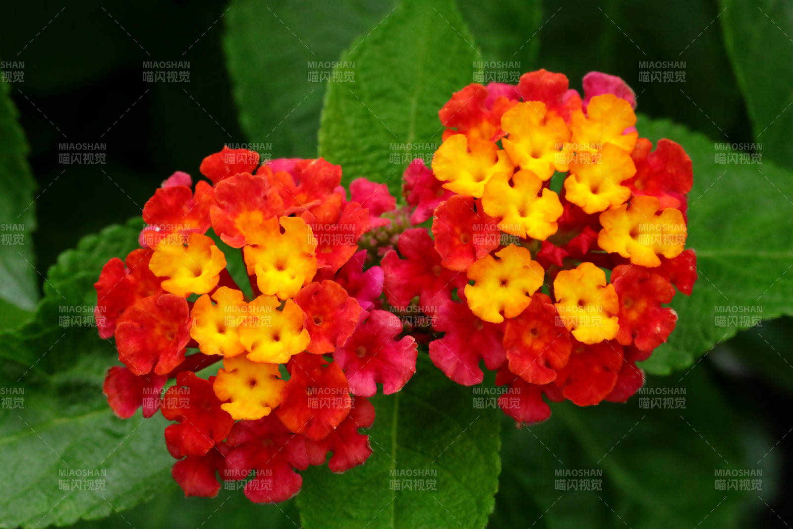 五彩斑斓的马缨丹图片