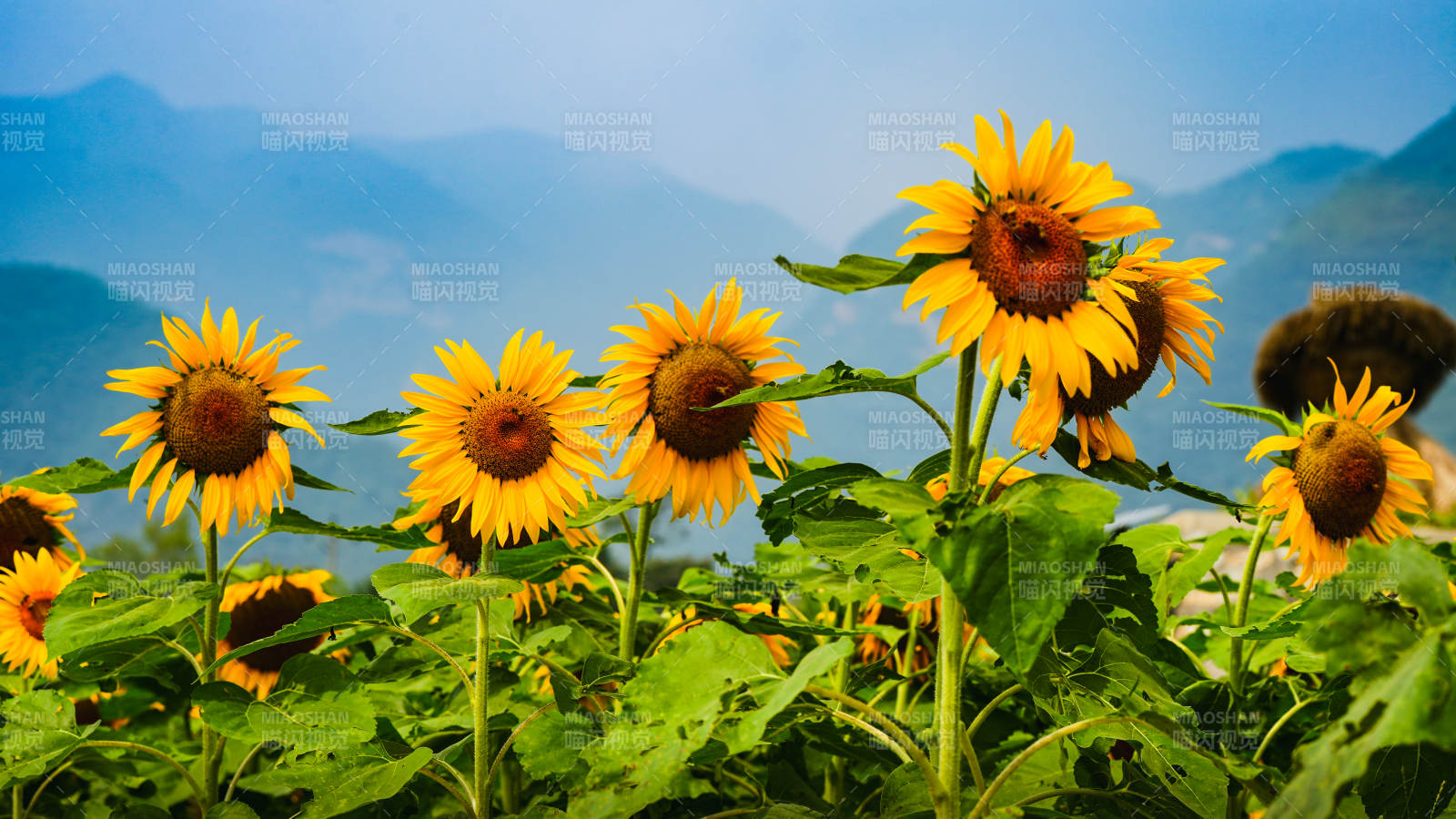 向日葵与远山图片