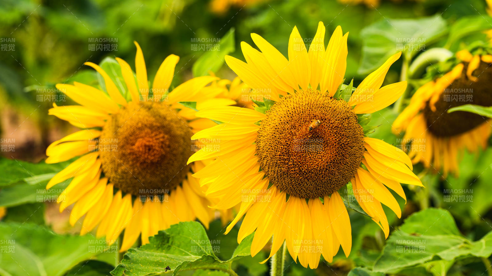 向日葵绽放生机图片