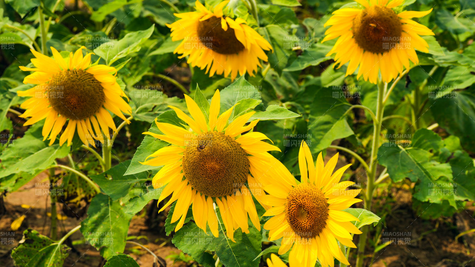 向日葵盛开图片