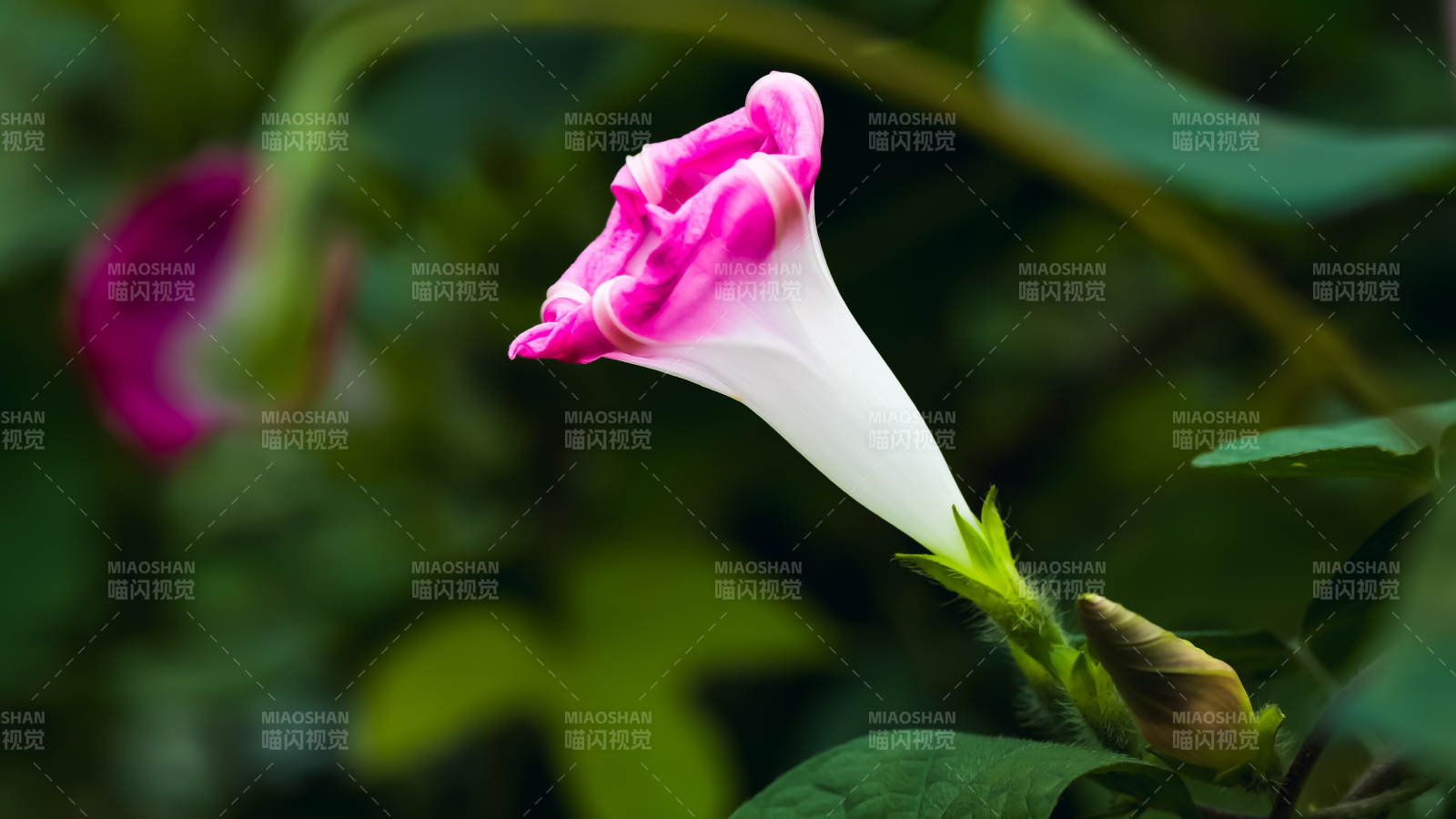 粉白牵牛花绽放图片