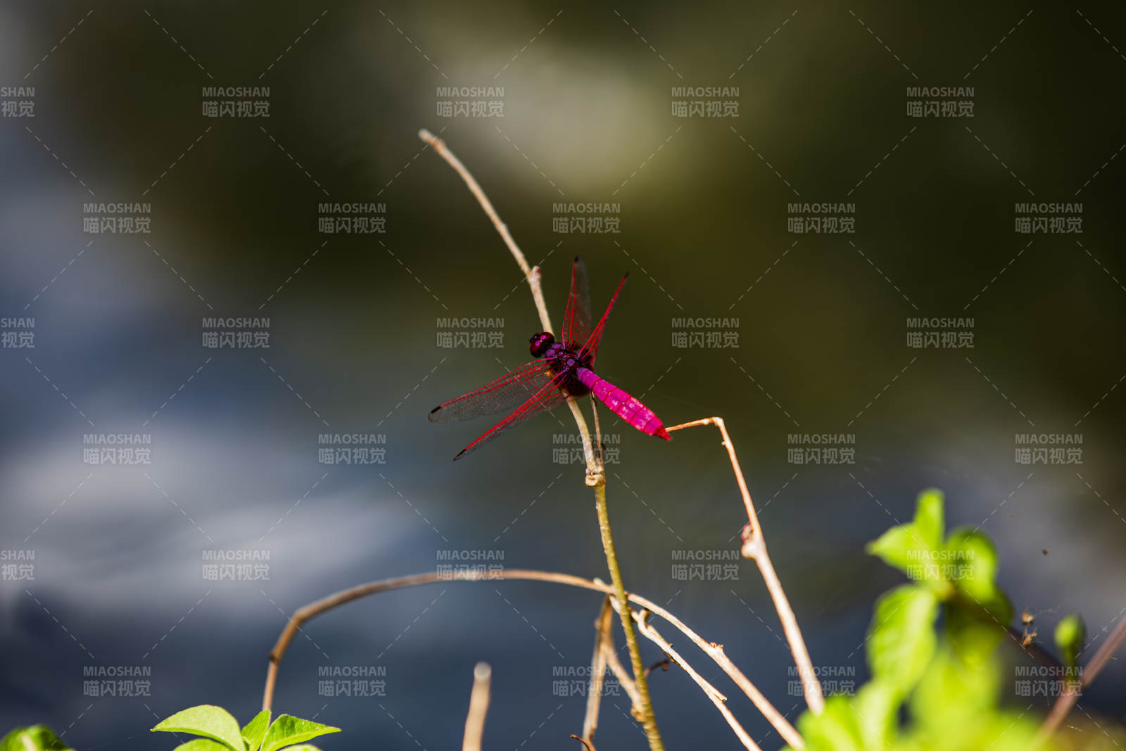 紫红蜻蜓栖枝头图片