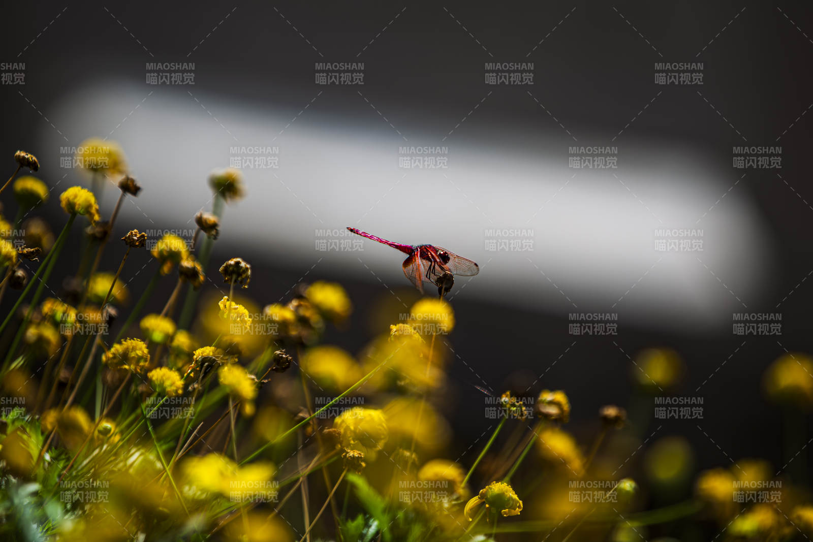 蜻蜓飞舞花丛中图片