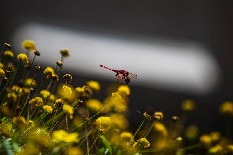 蜻蜓飞舞花丛中图片