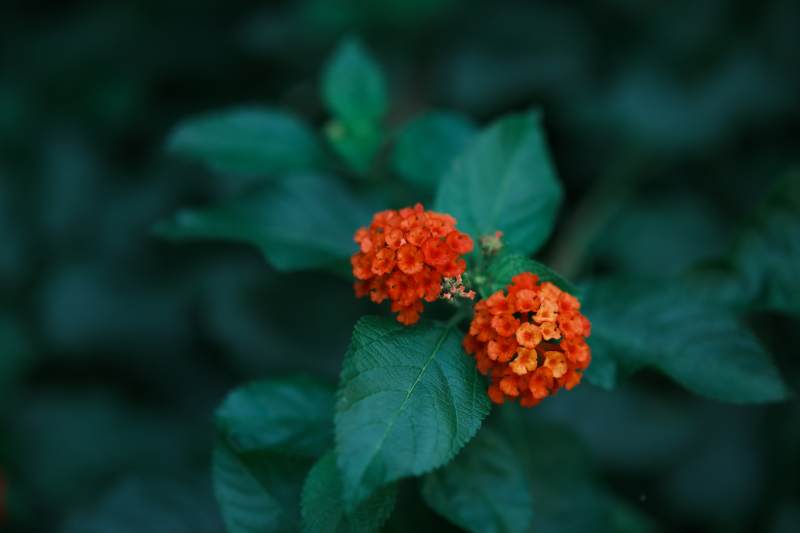 橙花绿叶相映成趣图片