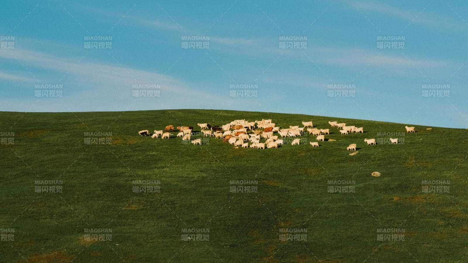 新疆阿勒泰的羊群图片
