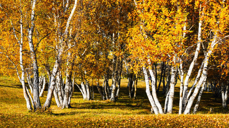乌兰布统秋日白桦林图片