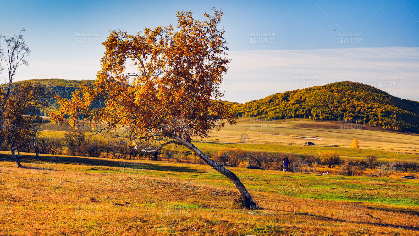 乌兰布统秋日孤树美景图片