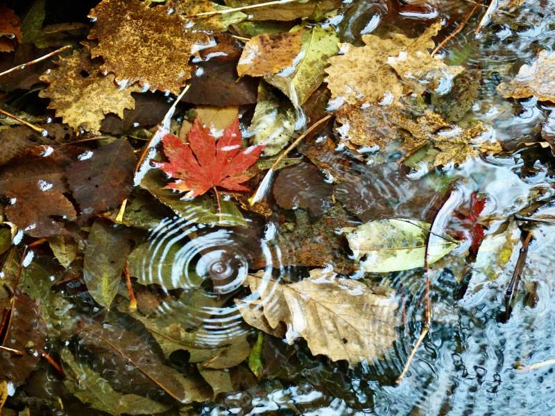 秋叶浮水涟漪图片