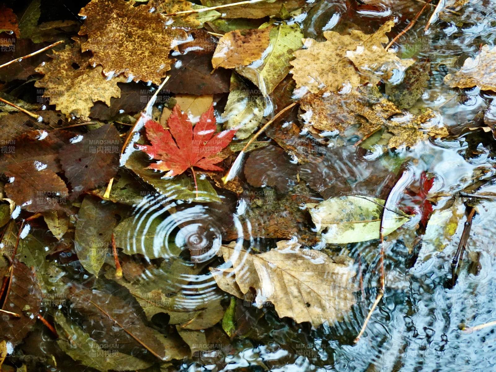 秋叶浮水涟漪图片